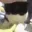 catpet