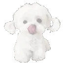 001_pup