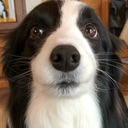 :dog: