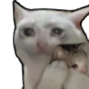 kittysadhug