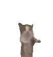 dance_cat