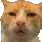 1_cat_Huh