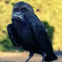 SilverbackCrow