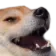 doge_kek