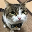 CatVeryPremiumQuality