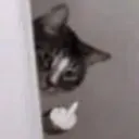 cat_fuckyou