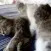 Cats_Hugging