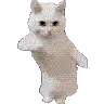 ab_CatDance ab_CatDance