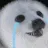 seal_cry