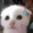 kitty_sweat