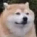 shiba