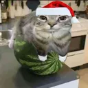 jolly_meloncat