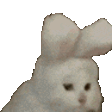 kitty_jam