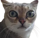 emmastonecat