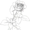 c_whiterose