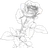 :c_whiterose: c_whiterose
