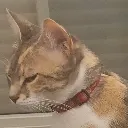 SideEyeCat