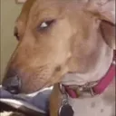 sideeye