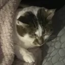 Poppy_Chillin