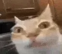 Ermm Ermm