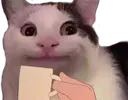 sipCat