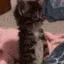 catSit