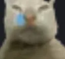 pipipi