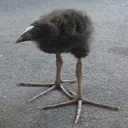 pukeko pukeko