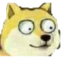 doge_1