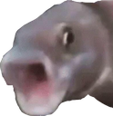 fish Discord emoji