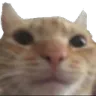 catstare
