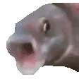 pogfish pogfish