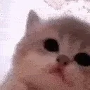 kittyjam