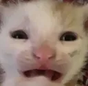 catscare