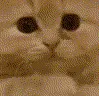 catPray