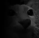 cattodespair