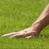 grass