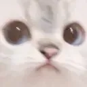 weirdcat
