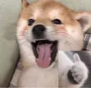dog_thumbs___lovebirds