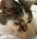 Poppy_F_You_Looking_At_Homeboi