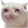 cryingcat