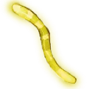glowworm