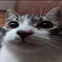 hi