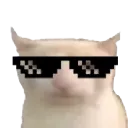 coolcat