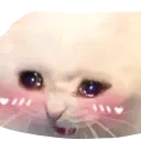 blushingcat