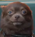 Teddysmirk