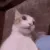 Catastrophe_Shocker