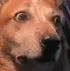 doggie_not_sus_2