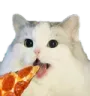 pizzacat pizzacat