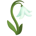 snowdrop